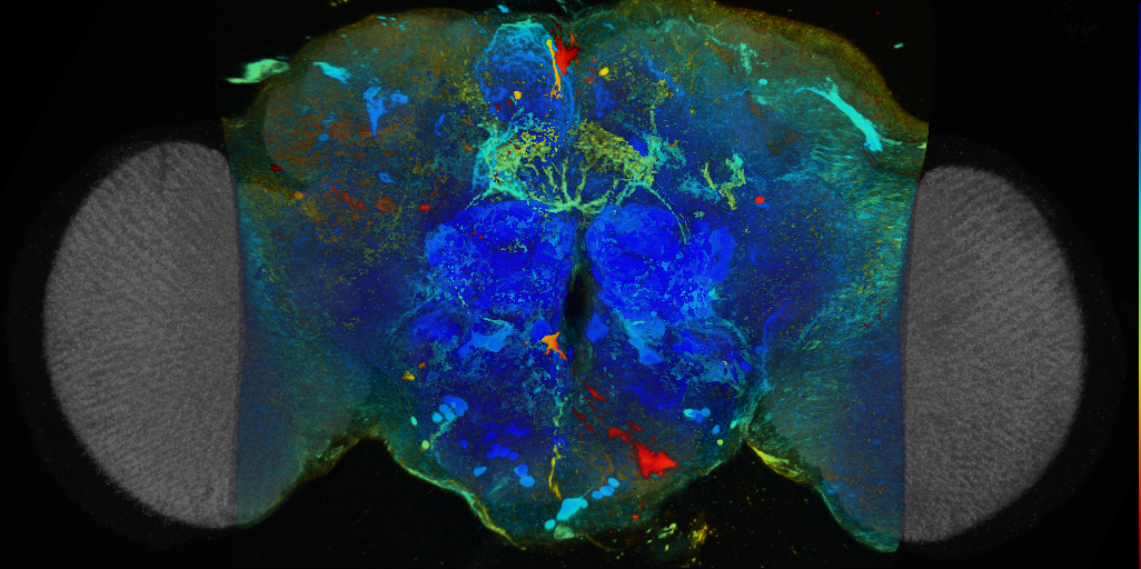 P{VT028861-GAL4} expression pattern