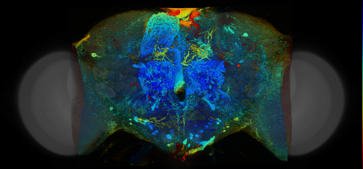 P{VT028861-GAL4} expression pattern