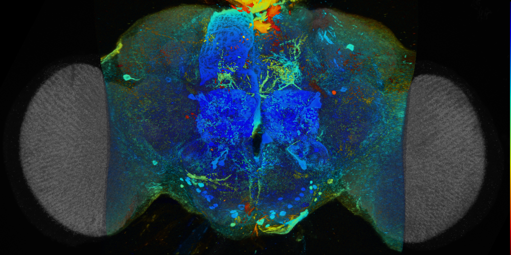 P{VT028861-GAL4} expression pattern