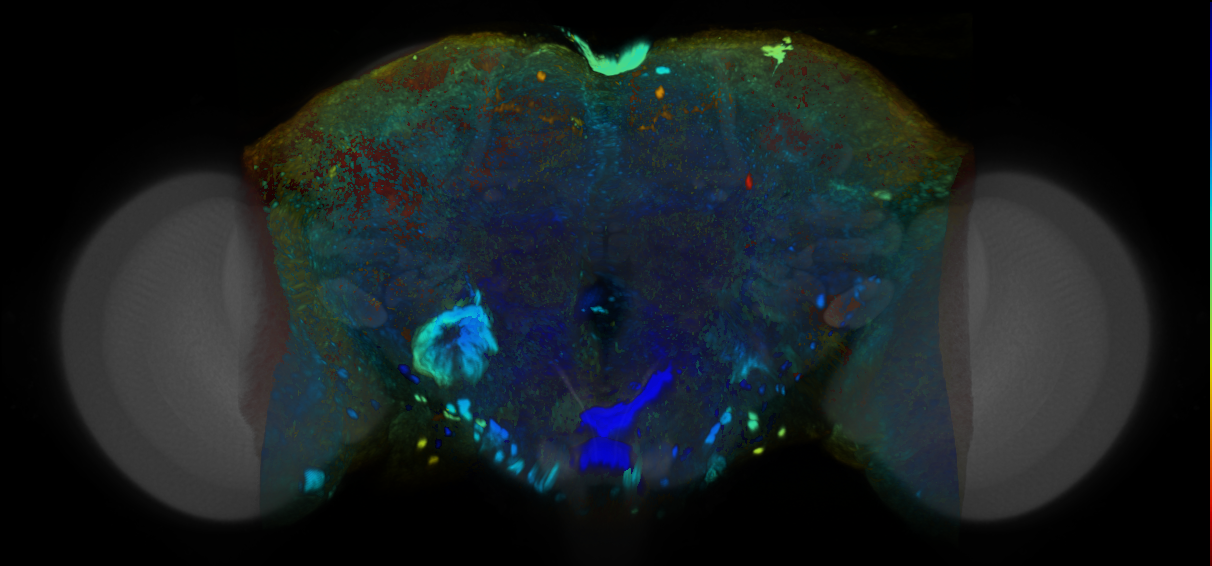 P{VT028868-GAL4} expression pattern
