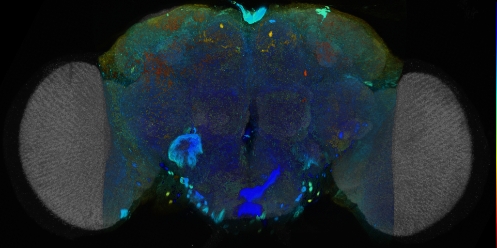 P{VT028868-GAL4} expression pattern
