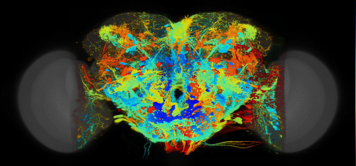 P{VT028873-GAL4} expression pattern