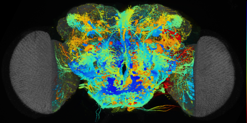 P{VT028873-GAL4} expression pattern