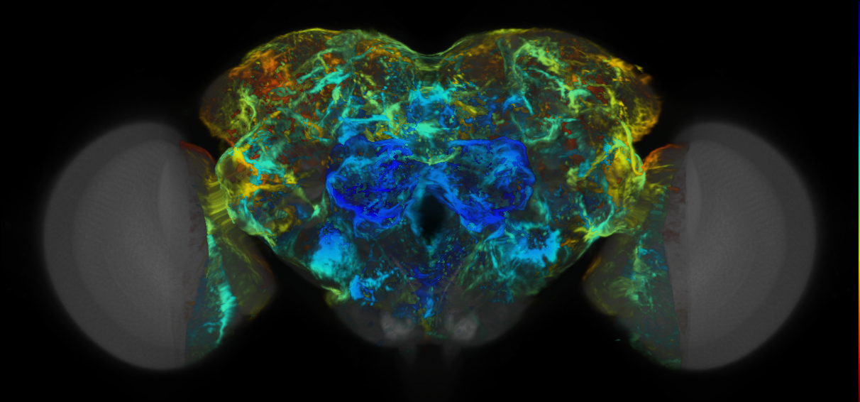 P{VT029057-GAL4} expression pattern