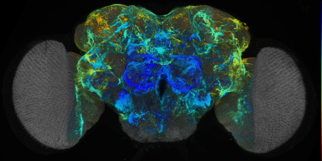 P{VT029057-GAL4} expression pattern