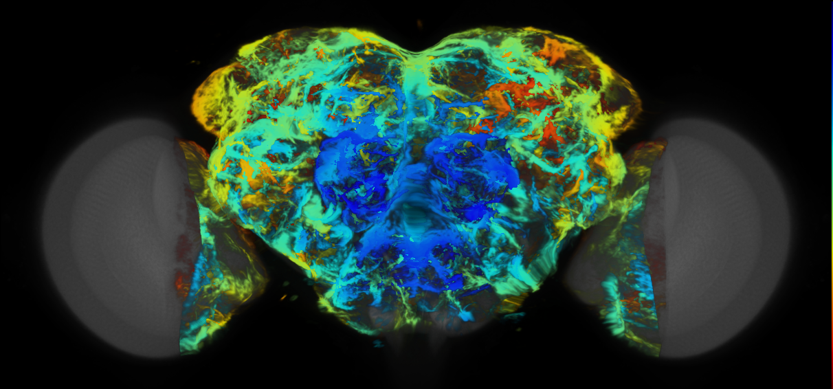 P{VT029057-GAL4} expression pattern