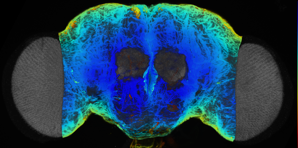 P{VT029200-GAL4} expression pattern