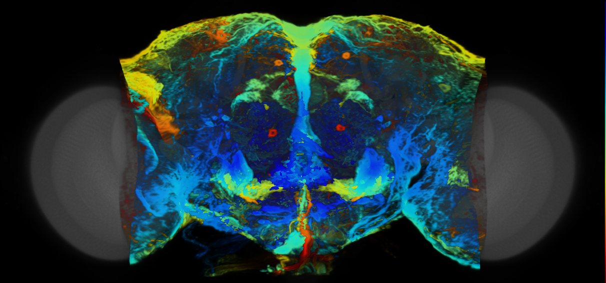P{VT029213-GAL4} expression pattern