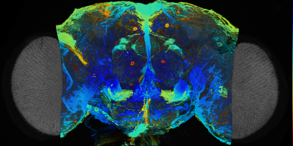 P{VT029213-GAL4} expression pattern