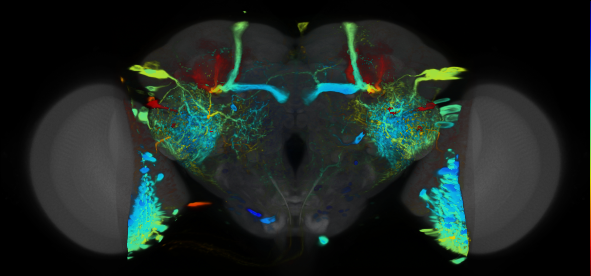 P{VT029304-GAL4} expression pattern