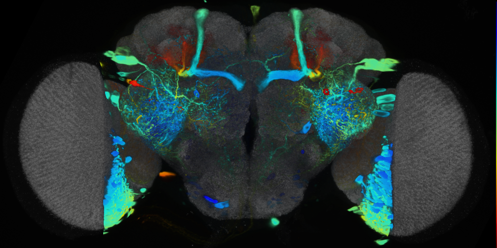 P{VT029304-GAL4} expression pattern