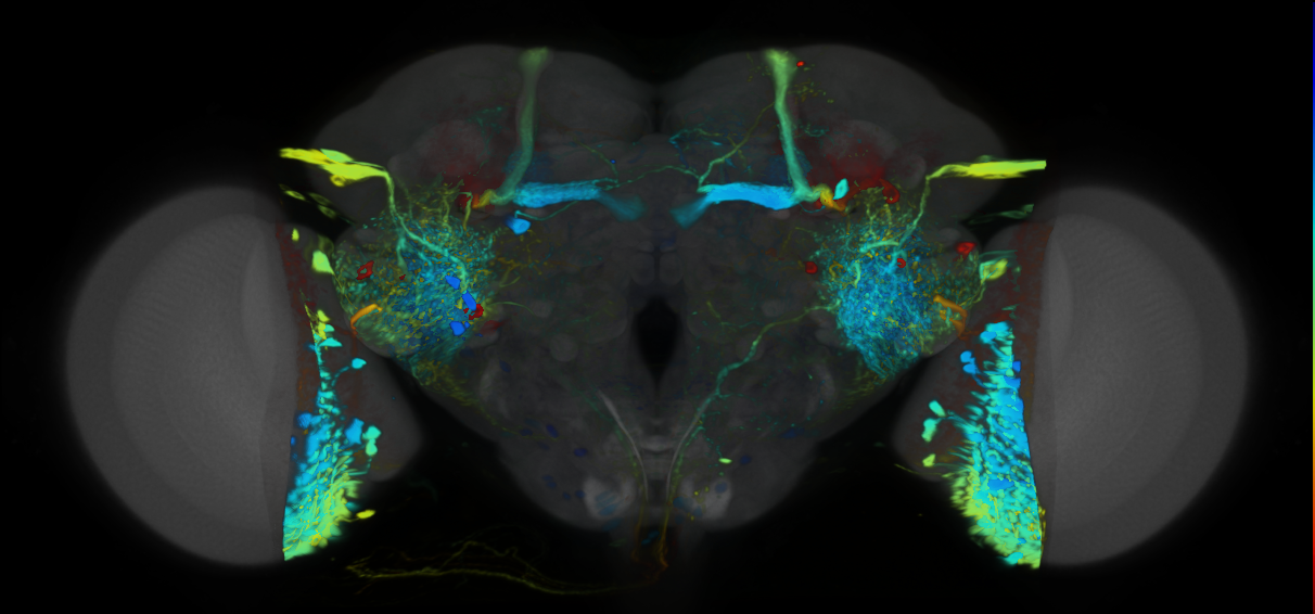 P{VT029304-GAL4} expression pattern