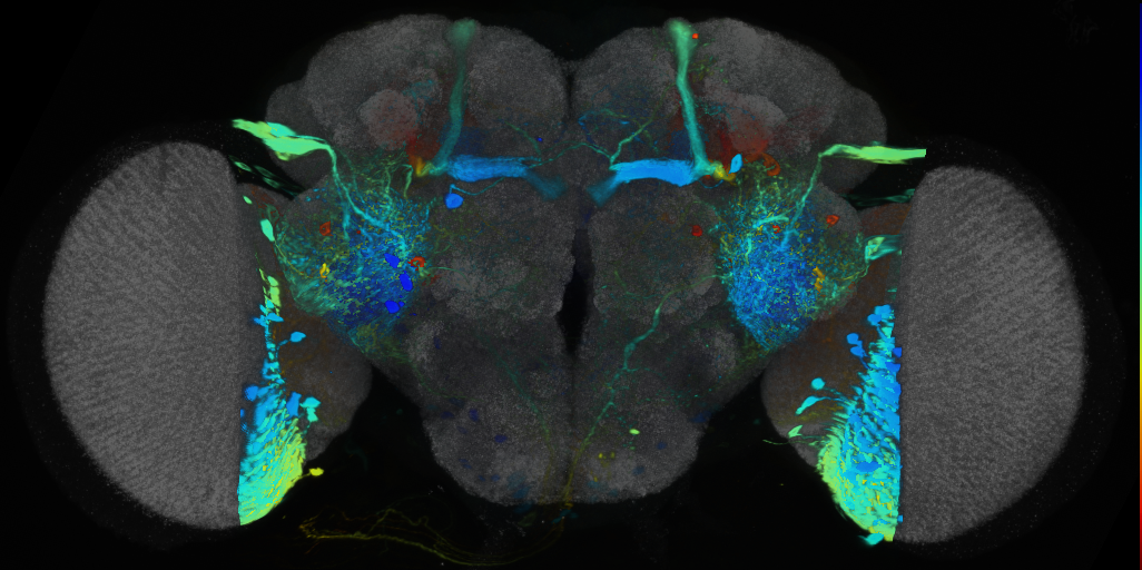 P{VT029304-GAL4} expression pattern