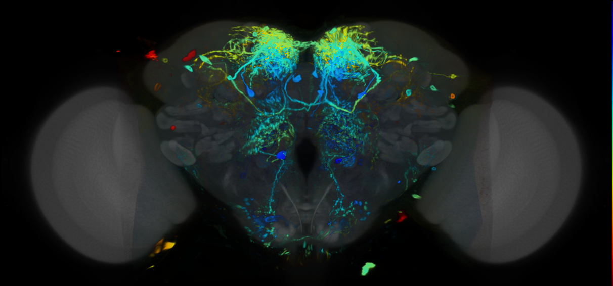 P{VT029309-GAL4} expression pattern