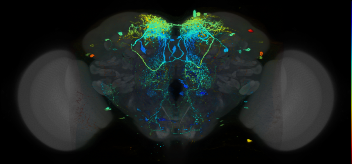 P{VT029309-GAL4} expression pattern