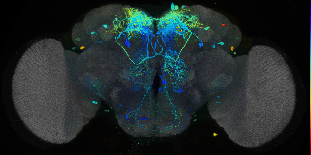 P{VT029309-GAL4} expression pattern