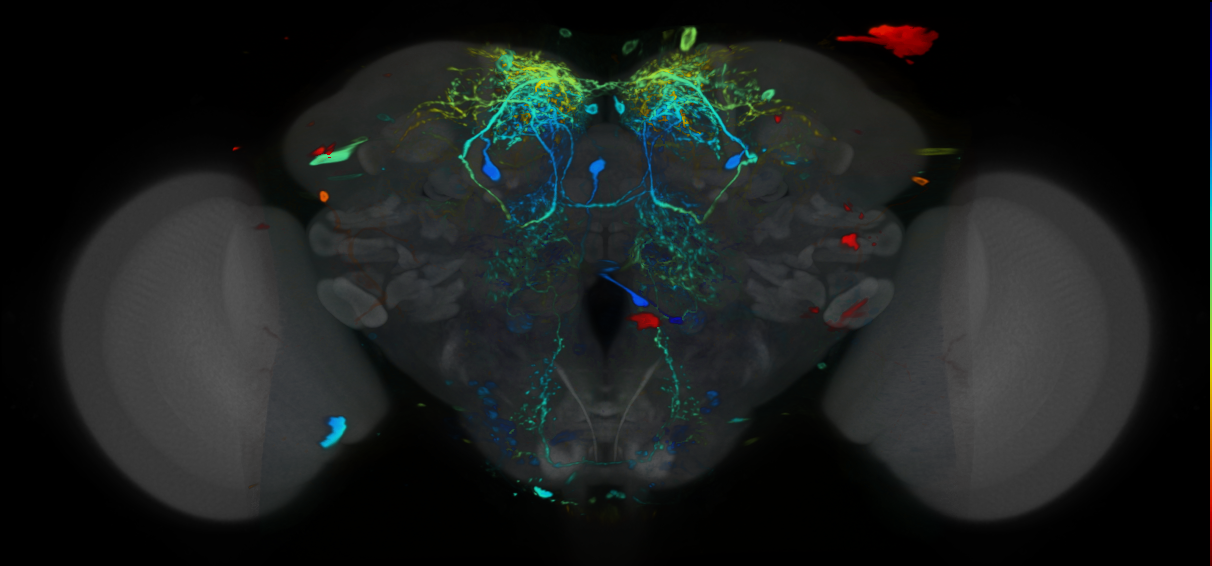 P{VT029309-GAL4} expression pattern
