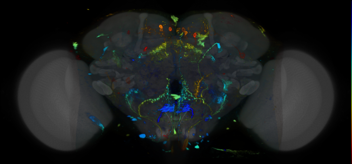 P{VT029513-GAL4} expression pattern