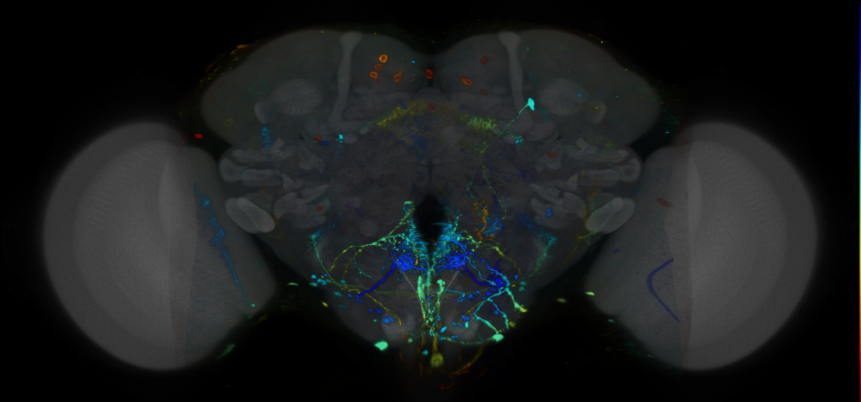 P{VT029513-GAL4} expression pattern