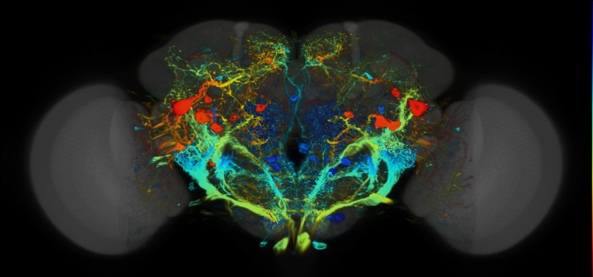 P{VT029587-GAL4} expression pattern