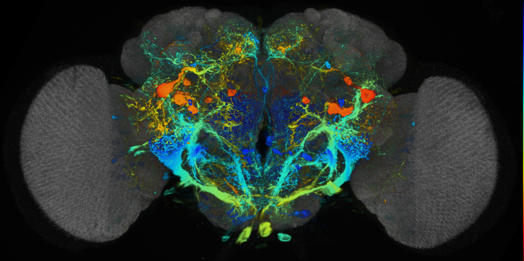 P{VT029587-GAL4} expression pattern