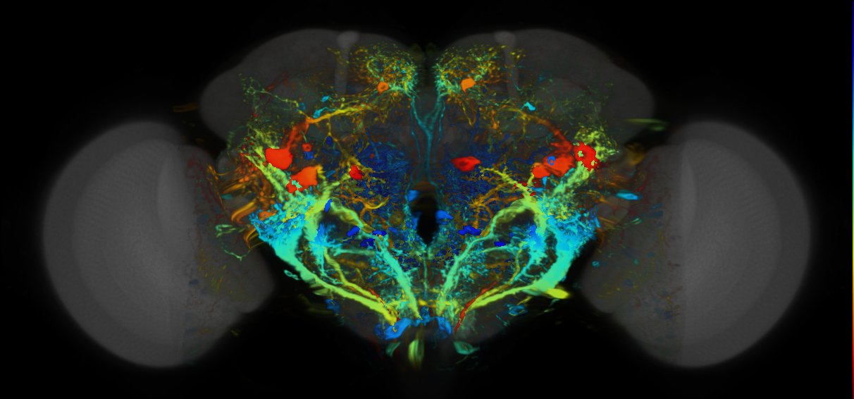 P{VT029587-GAL4} expression pattern