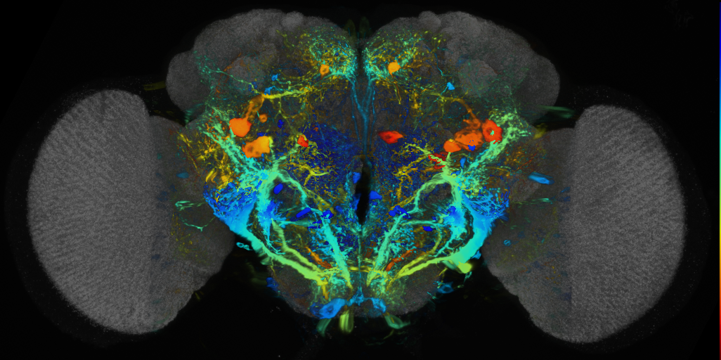 P{VT029587-GAL4} expression pattern