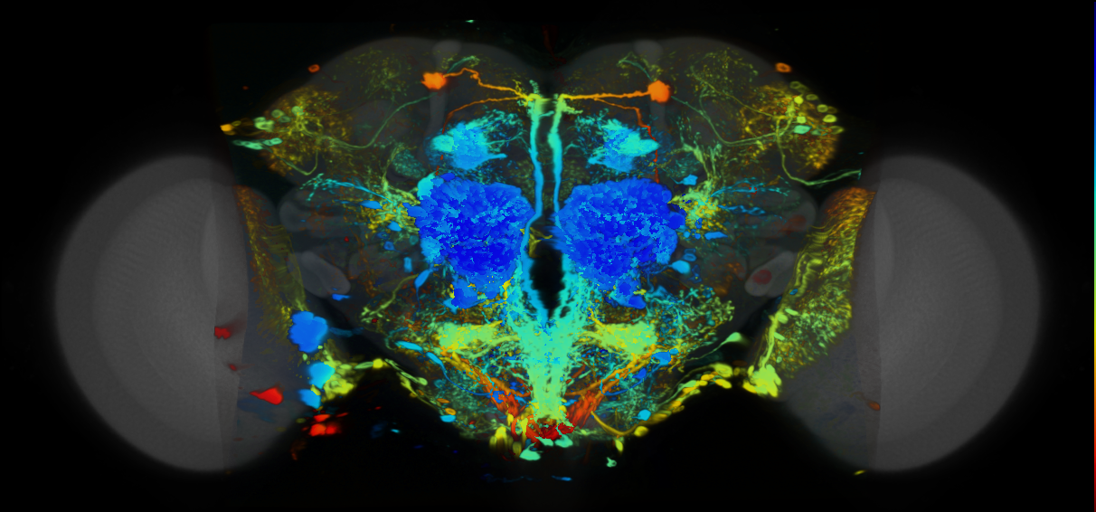 P{VT029753-GAL4} expression pattern