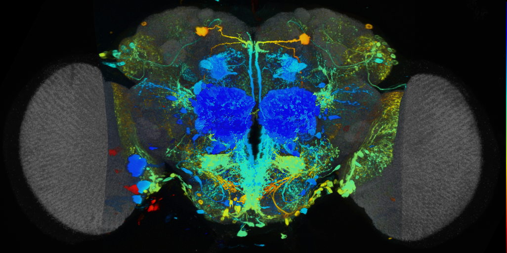 P{VT029753-GAL4} expression pattern