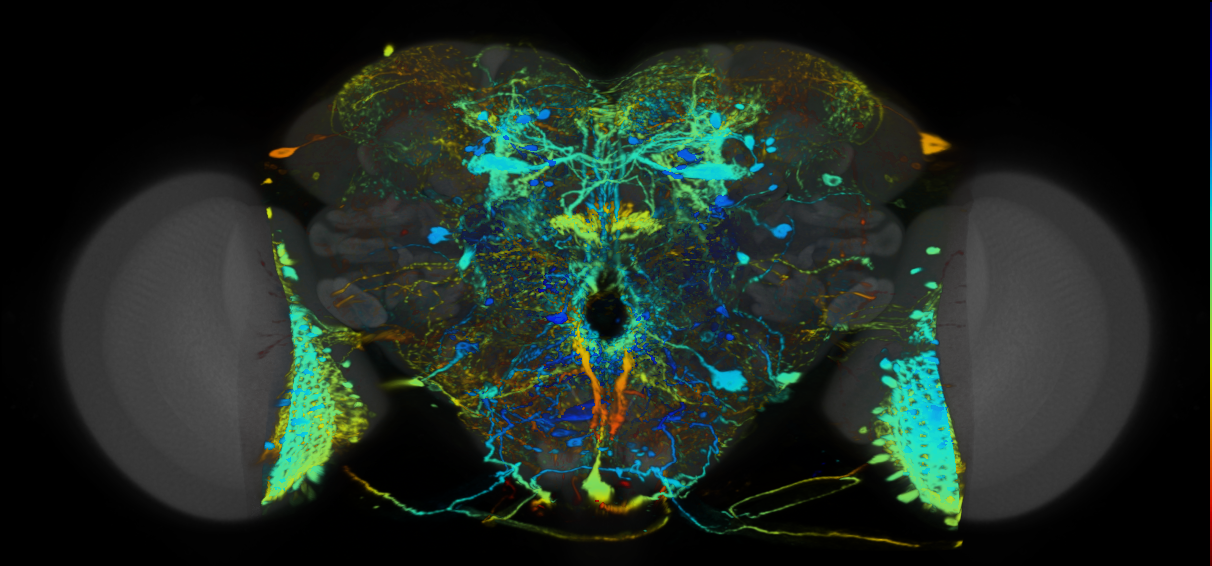 P{VT029760-GAL4} expression pattern