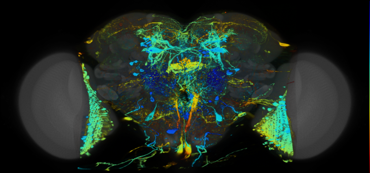 P{VT029760-GAL4} expression pattern