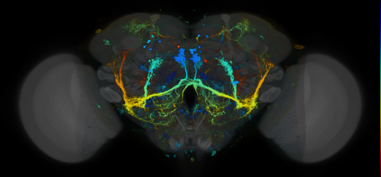 P{VT029785-GAL4} expression pattern