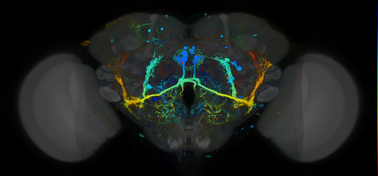 P{VT029785-GAL4} expression pattern