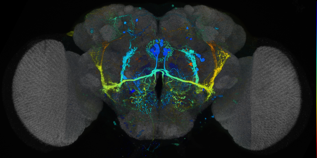 P{VT029785-GAL4} expression pattern
