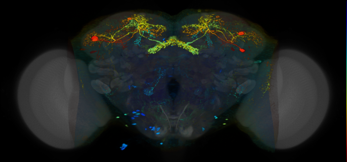 P{VT030021-GAL4} expression pattern
