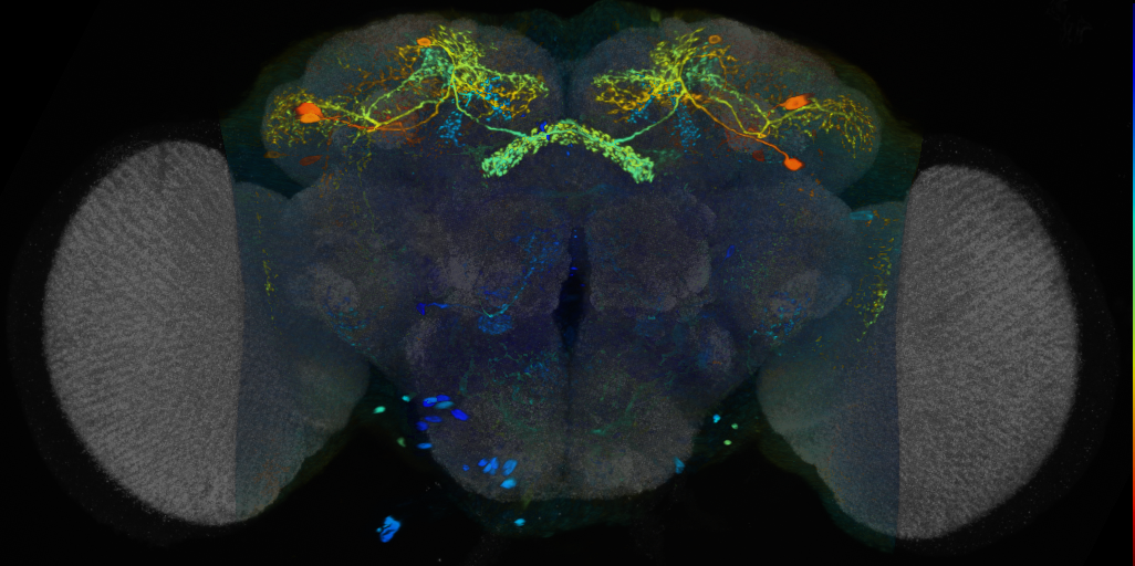 P{VT030021-GAL4} expression pattern