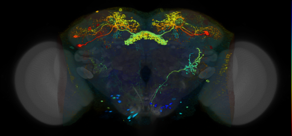 P{VT030021-GAL4} expression pattern