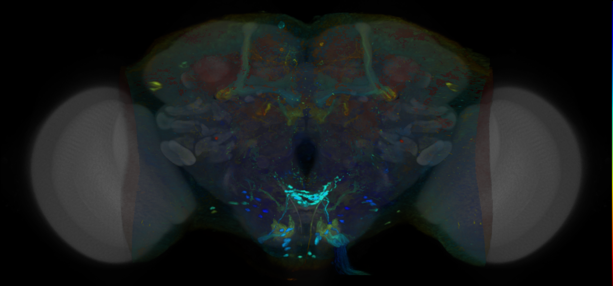 P{VT030171-GAL4} expression pattern