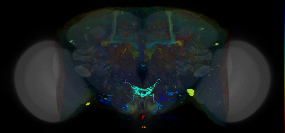 P{VT030171-GAL4} expression pattern