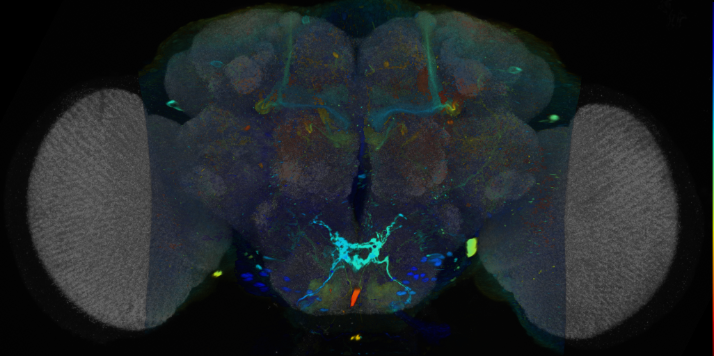 P{VT030171-GAL4} expression pattern