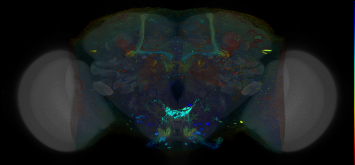 P{VT030171-GAL4} expression pattern