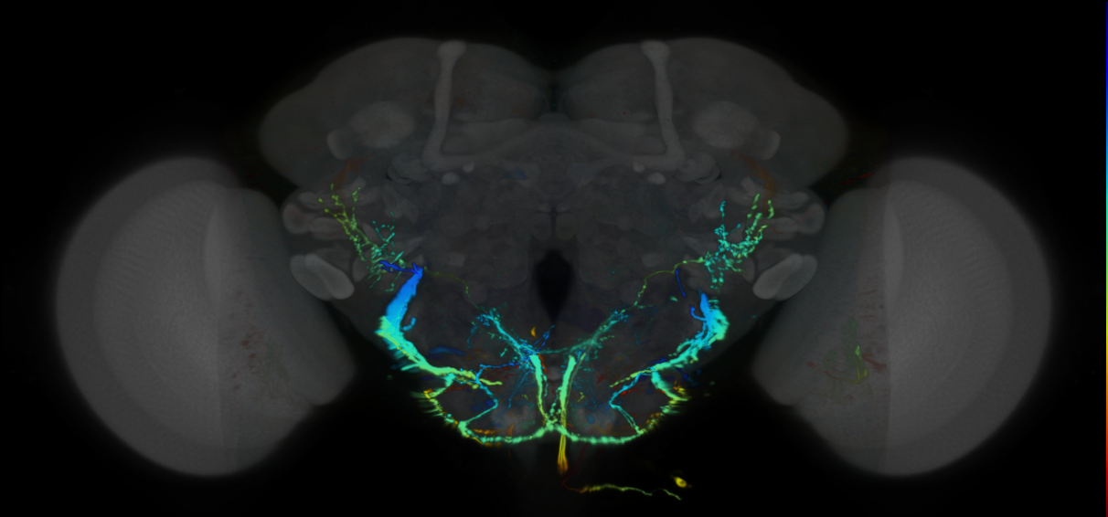 P{VT030291-GAL4} expression pattern