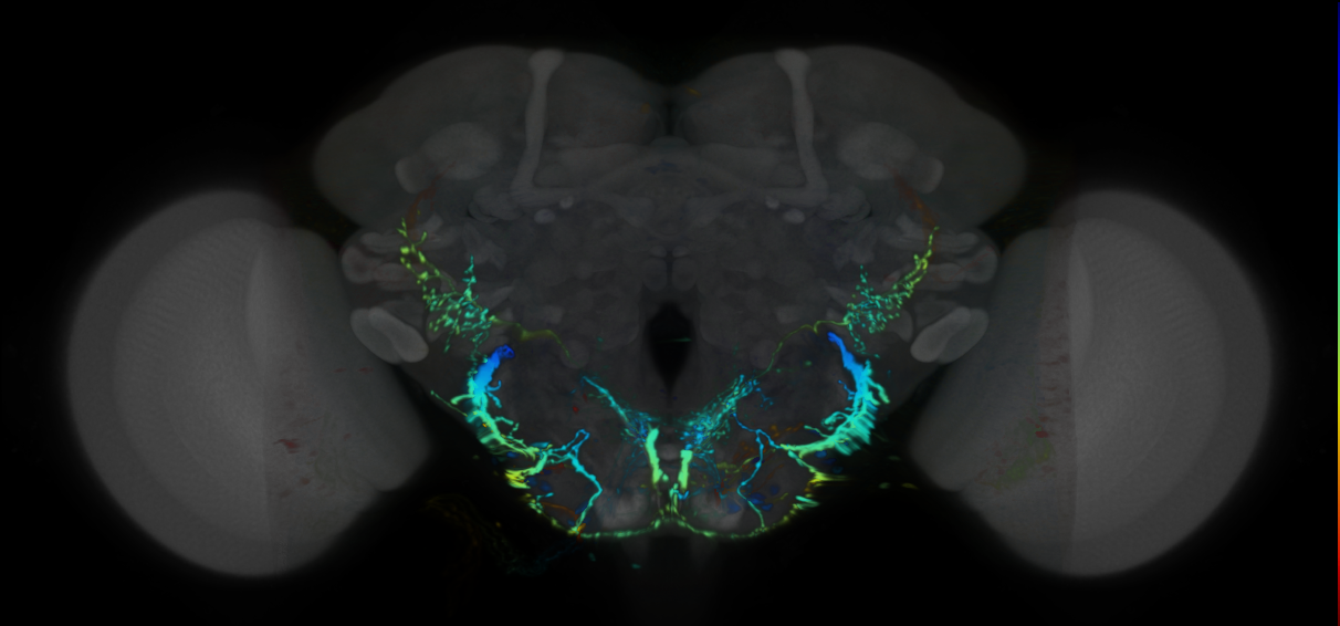 P{VT030291-GAL4} expression pattern
