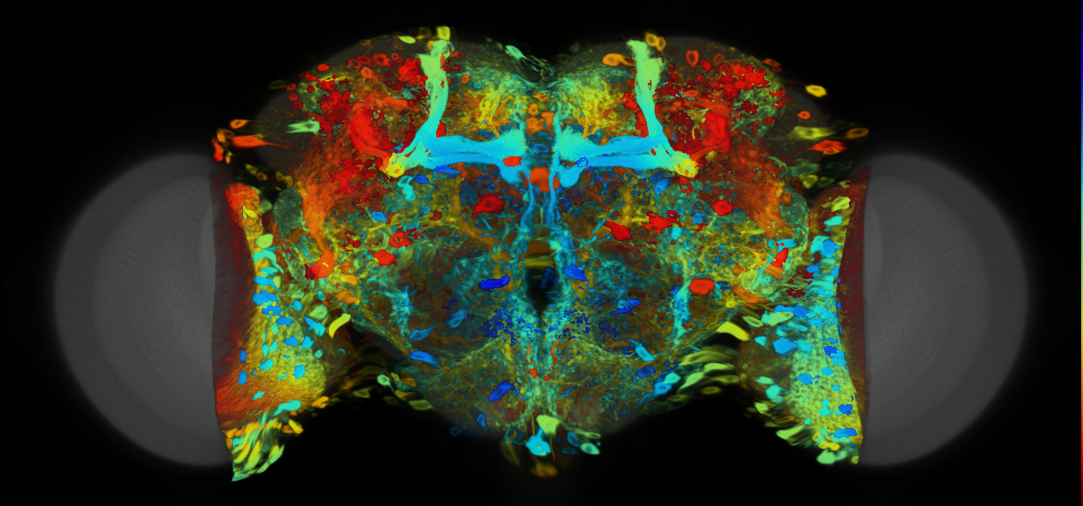 P{VT030304-GAL4} expression pattern