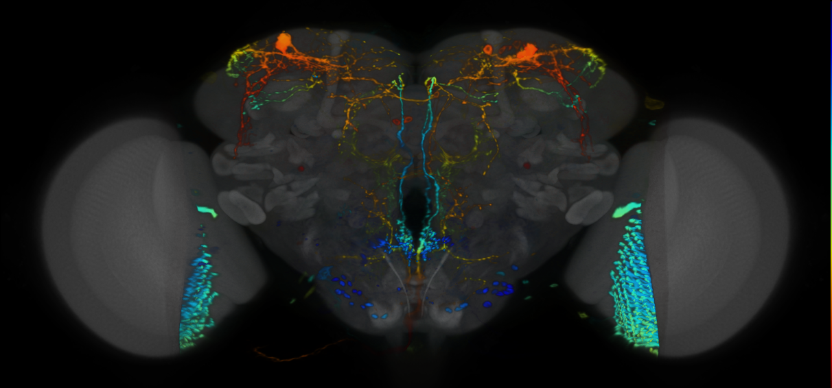 P{VT030306-GAL4} expression pattern