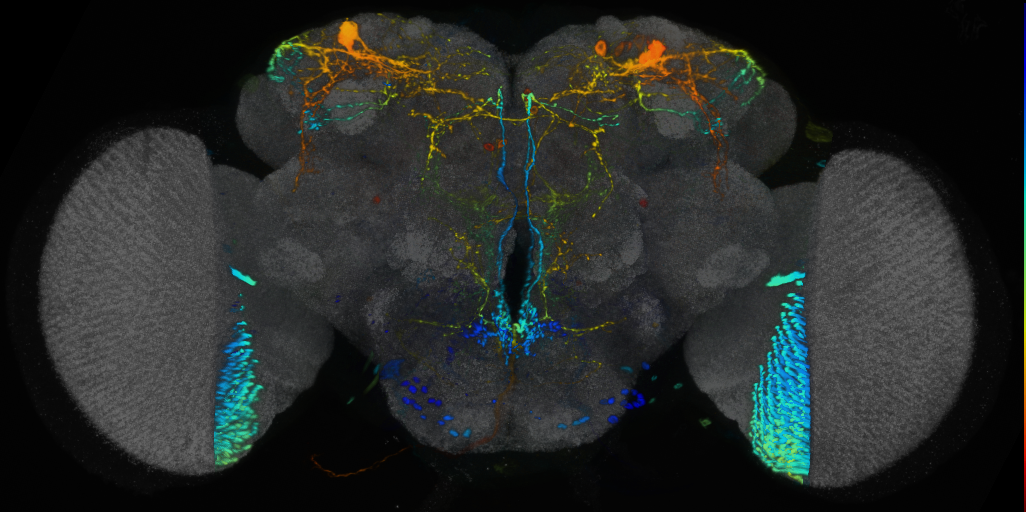 P{VT030306-GAL4} expression pattern