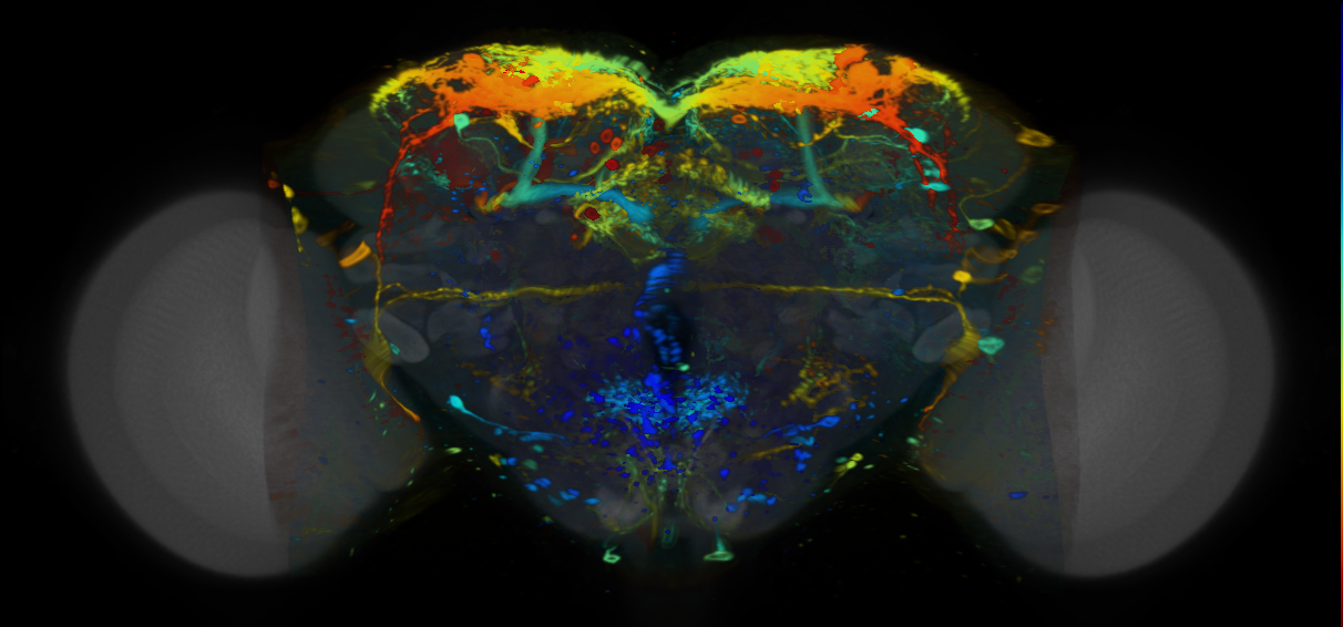 P{VT030327-GAL4} expression pattern