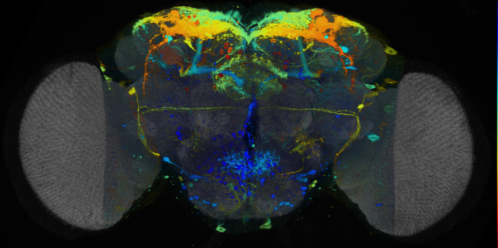 P{VT030327-GAL4} expression pattern