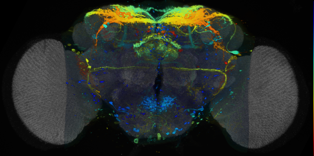 P{VT030327-GAL4} expression pattern