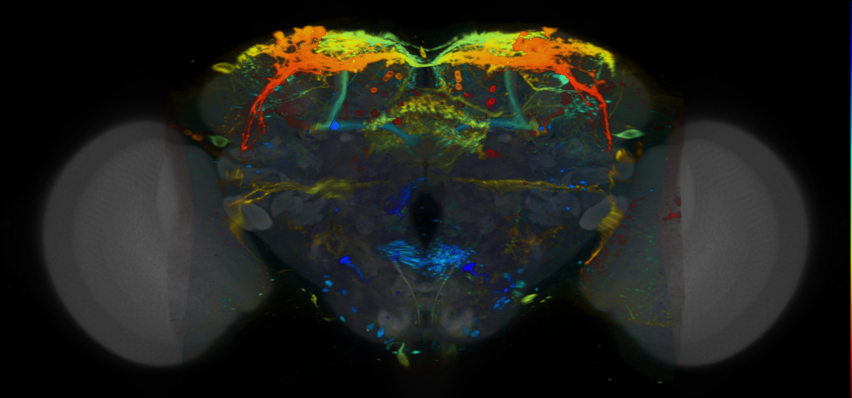P{VT030327-GAL4} expression pattern